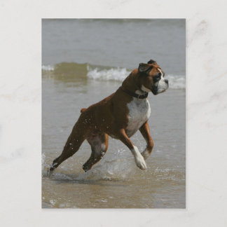 Postal Perro Boxer en el Agua