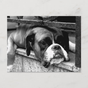 Postal Perro Boxer en el arco de Windowsill pc2
