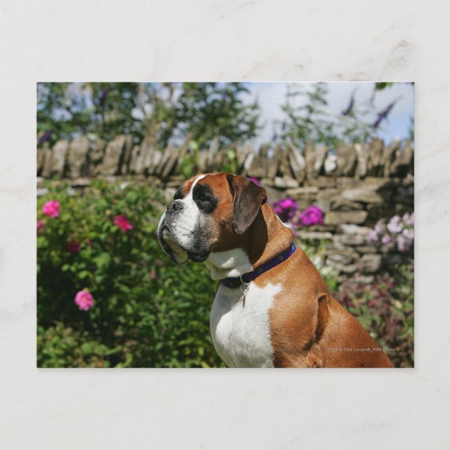 Postal Perro Boxer en las flores (Anverso)