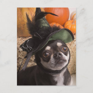 Postal Perro Bruja de Halloween