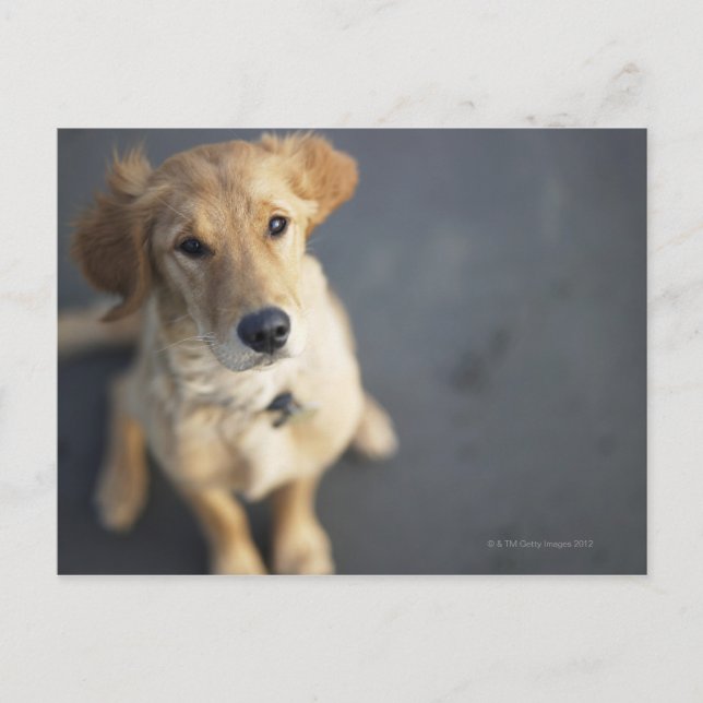 Postal Perro buscando (Anverso)