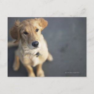 Postal Perro buscando