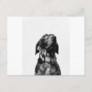 Postal perro bw regal