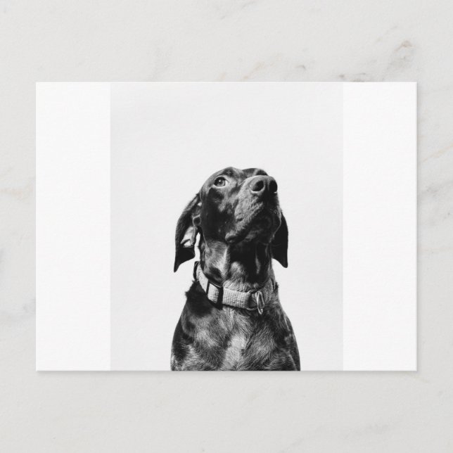 Postal perro bw regal (Anverso)