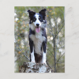 Postal Perro cachorro collie de borde - Blank, Hola, Amor