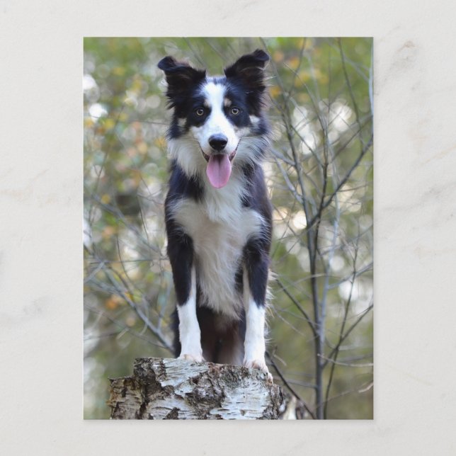 Postal Perro cachorro collie de borde - Blank, Hola, Amor (Anverso)