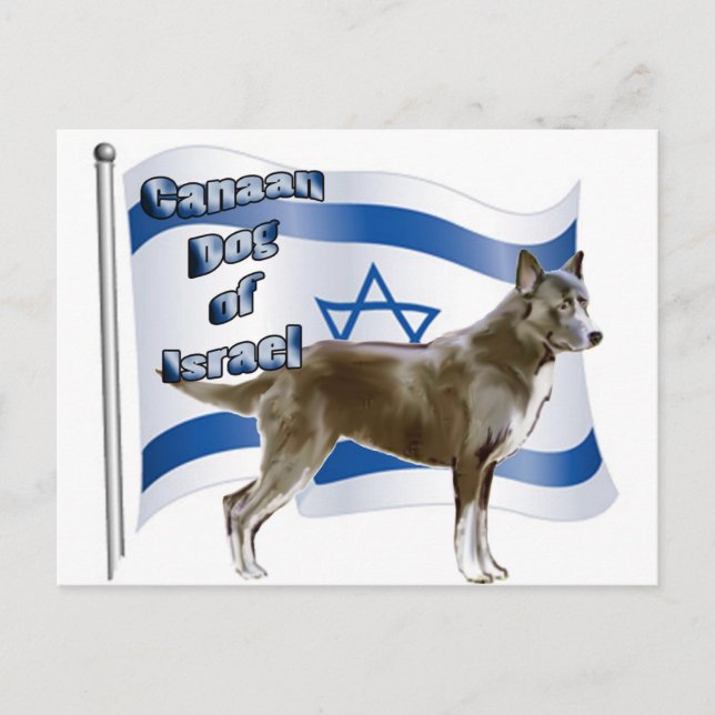 Postal Perro canario de Israel (Anverso)