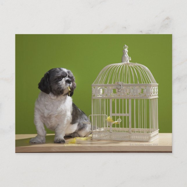 Postal Perro cerca de una jaula de pájaro (Anverso)