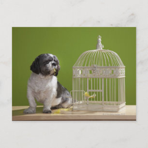 Postal Perro cerca de una jaula de pájaro