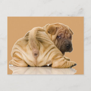 Postal Perro chino chaval chiringuiso