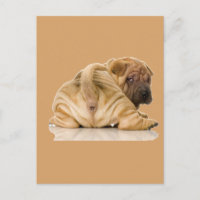 Perro chino chaval chiringuiso