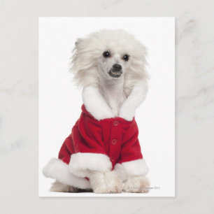 Postal Perro chino con crema (de 1 año) que lleva puesto 