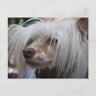 Postal Perro chino en reposo