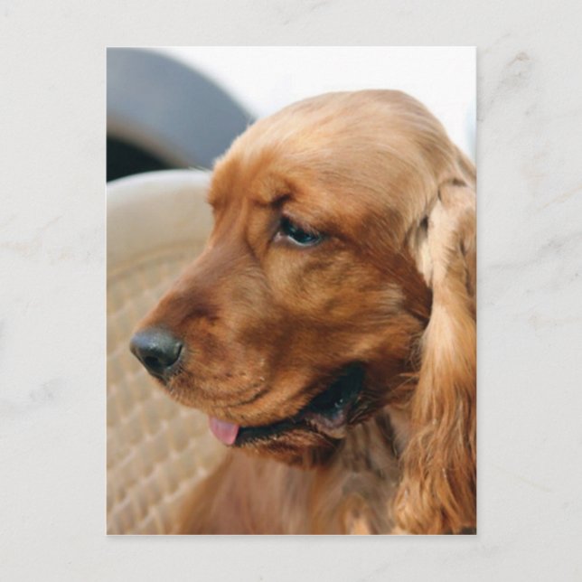 Postal Perro Cocker Spaniel (Anverso)