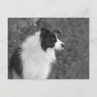 Perro collie de Bonito blanco negro y esponjoso