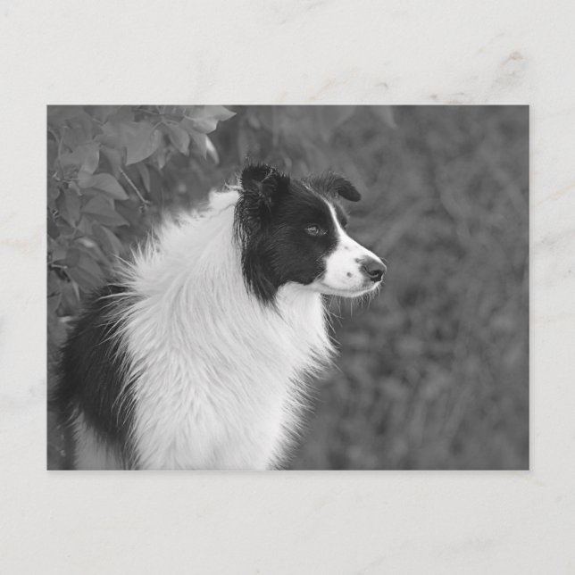 Postal Perro collie de Bonito blanco negro y esponjoso (Anverso)