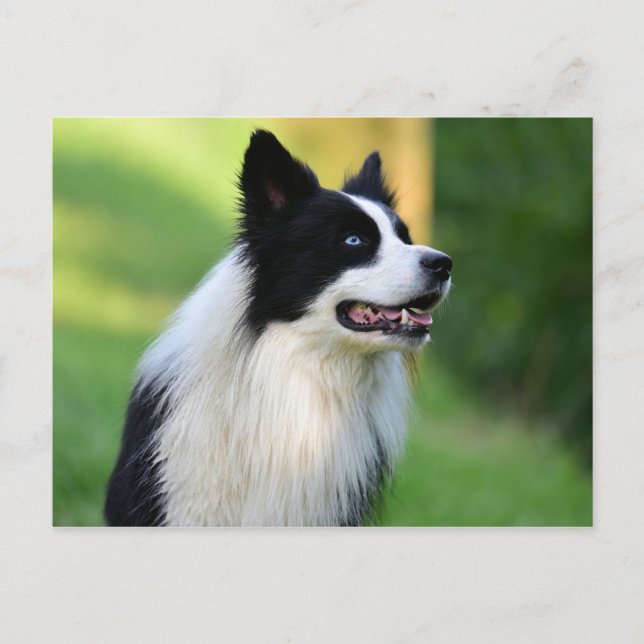Postal Perro collie de borde blanco y negro (Anverso)