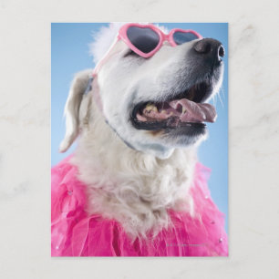 Postal Perro con clases en forma de corazón y tu-tu