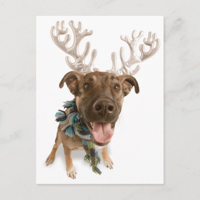 Postal Perro con cuerdas (Anverso)