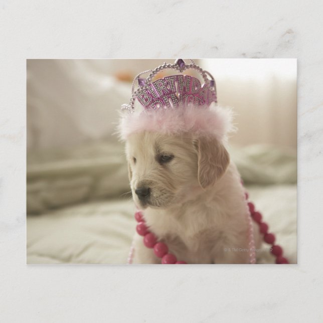 Postal Perro con decoración en la cama (Anverso)