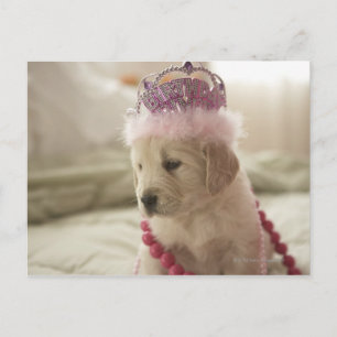 Postal Perro con decoración en la cama