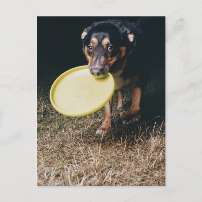 Postal Perro con Frisbee en la Boca (Anverso)
