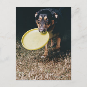 Postal Perro con Frisbee en la Boca