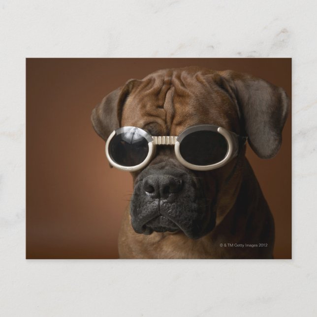 Postal Perro con gafas de sol (Anverso)