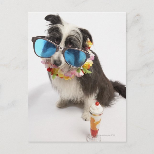 Postal Perro con gafas de sol y parfait (Anverso)