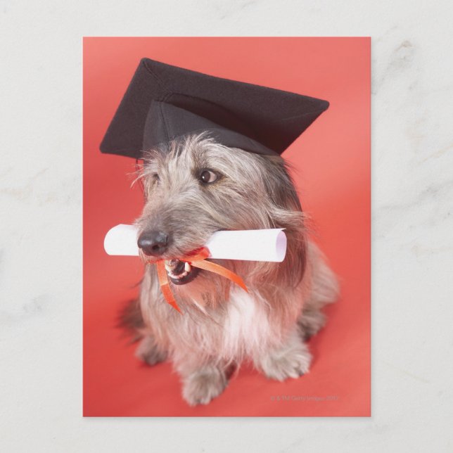 Postal Perro con mortero y diploma (Anverso)