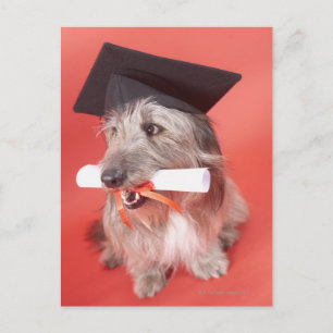 Postal Perro con mortero y diploma