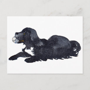 Postal Perro con pelota quiere jugar a buscar