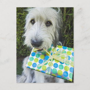 Postal Perro con regalo en la boca