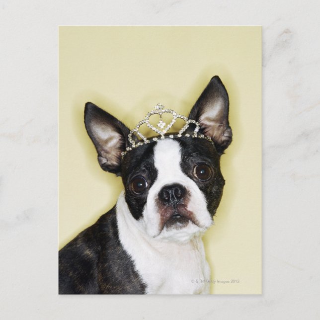 Postal Perro con tiara (Anverso)