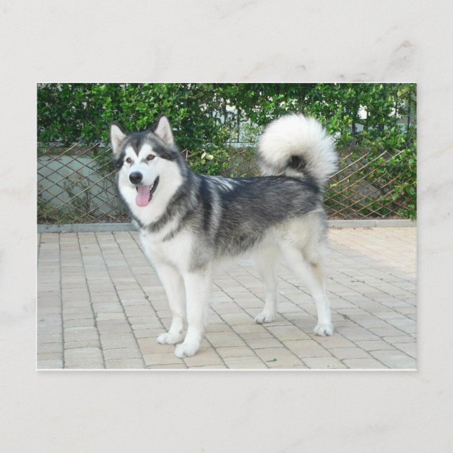 Postal Perro copioso de Alaskan Malamute (Anverso)