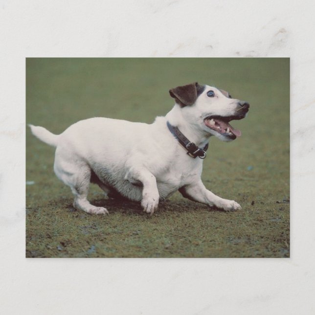 Postal Perro corriendo (Anverso)