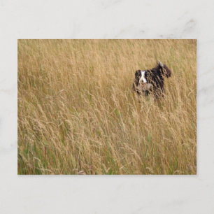 Postal Perro corriendo a través de la hierba
