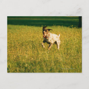 Postal Perro corriendo a través de la hierba