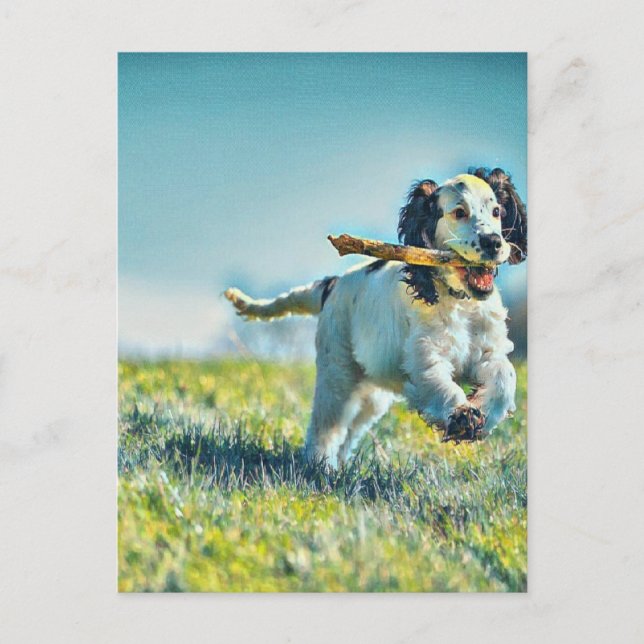 Postal Perro corriendo con palo (Anverso)