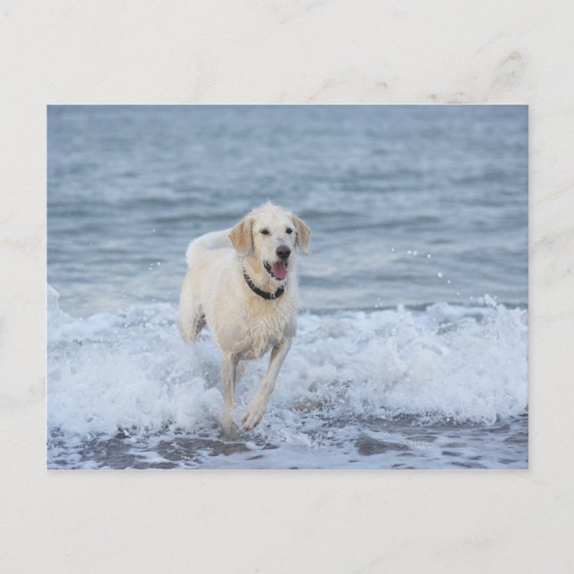 Postal Perro corriendo en el agua en la playa. (Anverso)
