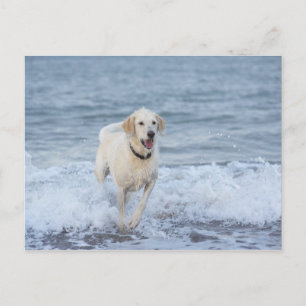 Postal Perro corriendo en el agua en la playa.