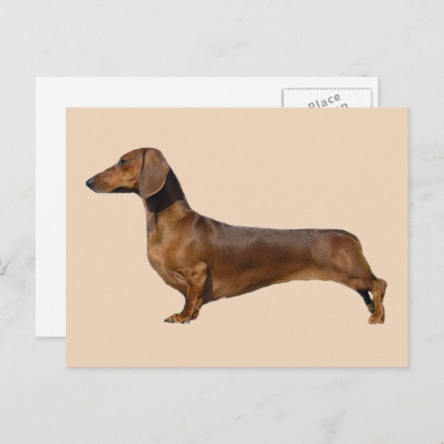 Postal Perro Dachshund Marrón (Anverso / Reverso)
