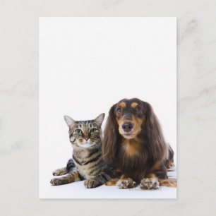 Postal Perro (Dachshund) y gato (gato japonés) en blanco