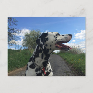 Postal Perro dálmata en sendero, soleado día