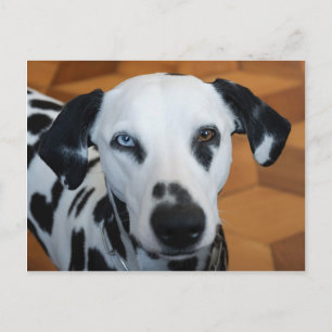 Postal Perro Dalmatiano de ojo azul