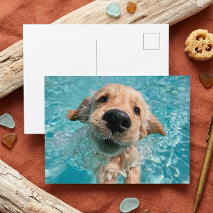 Postal Perro de Agua Retriever Dorado Cachorro de Verano