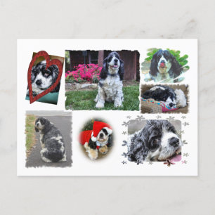 Postal Perro de aguas de Smokey-the