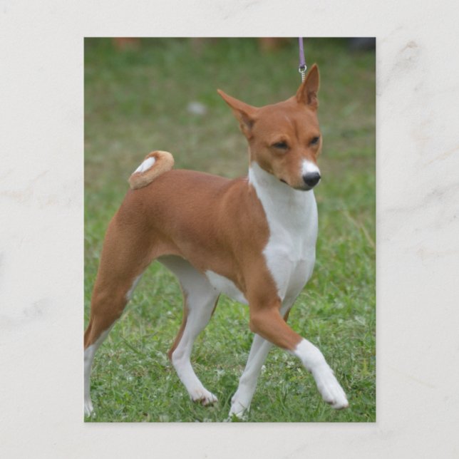 Postal Perro de Basenji (Anverso)