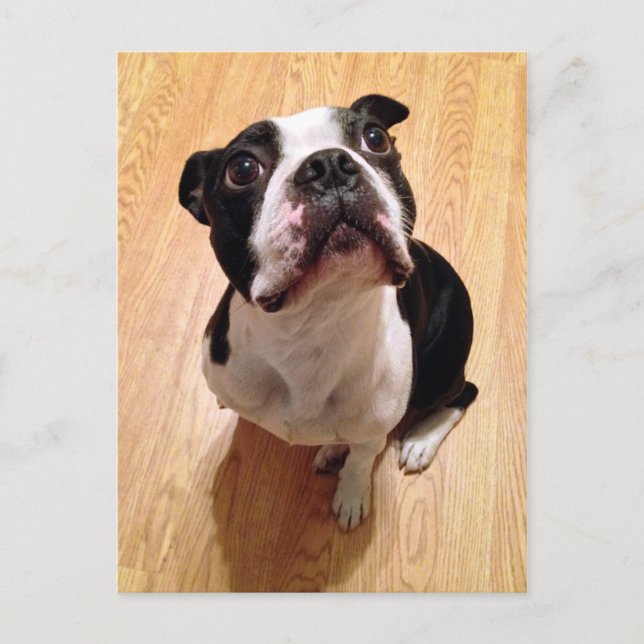 Postal Perro de Boston Terrier (Anverso)