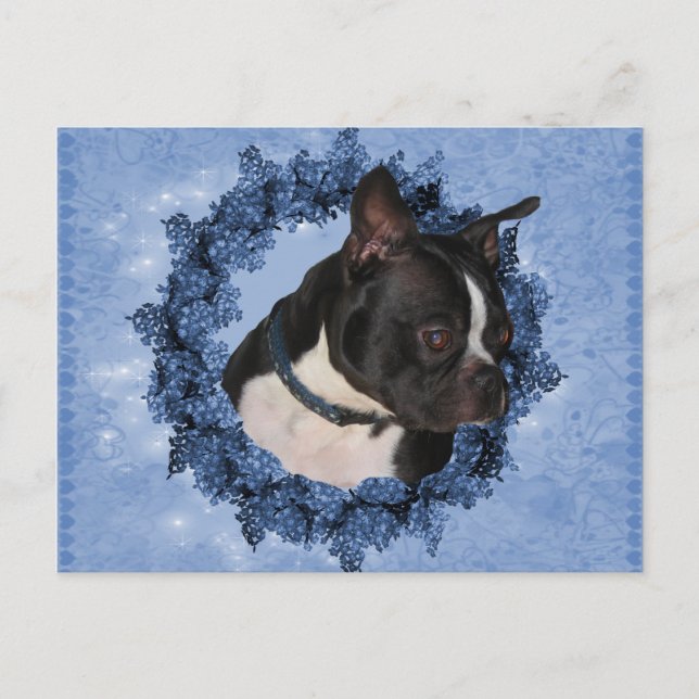 Postal Perro de Boston Terrier (Anverso)